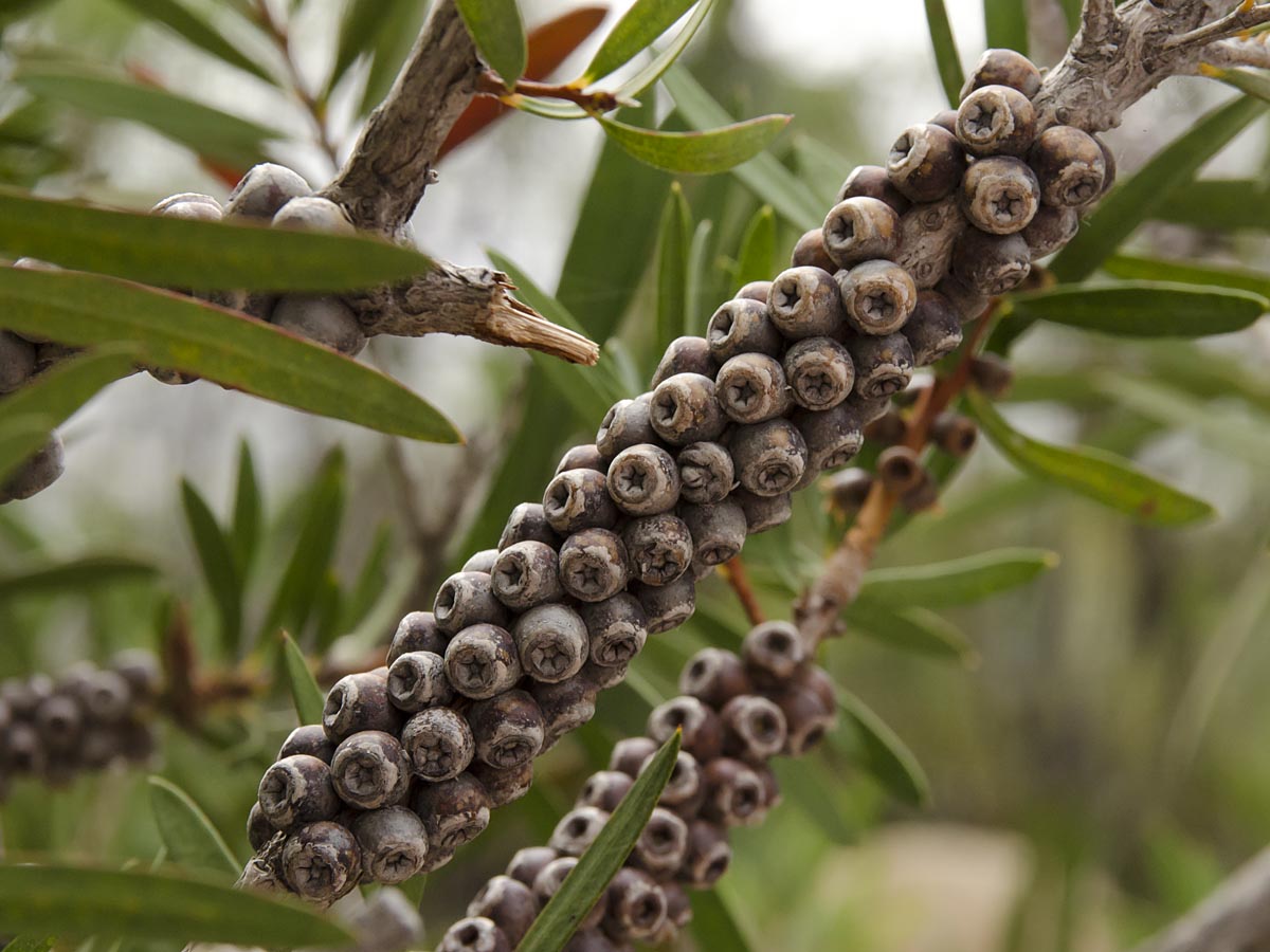 Callistemon viminalis